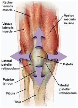 apex of patella