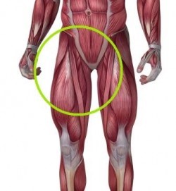 Groin Pain. Structures and conditions that can contribute to groin